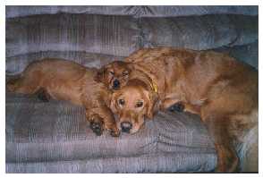 dogtogether.jpg (8524 bytes)